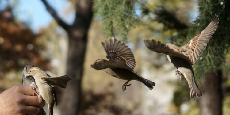 Quelle application pour reconnaître les oiseaux ?