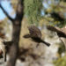 Quelle application pour reconnaître les oiseaux ?