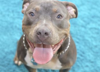 Comment savoir la race de mon oiseau ?