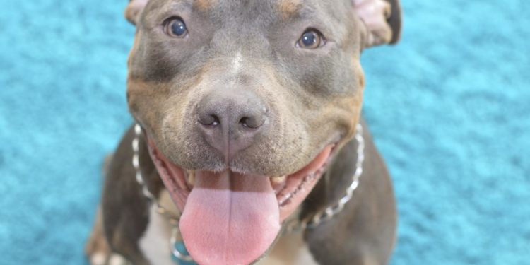 Comment savoir la race de mon oiseau ?