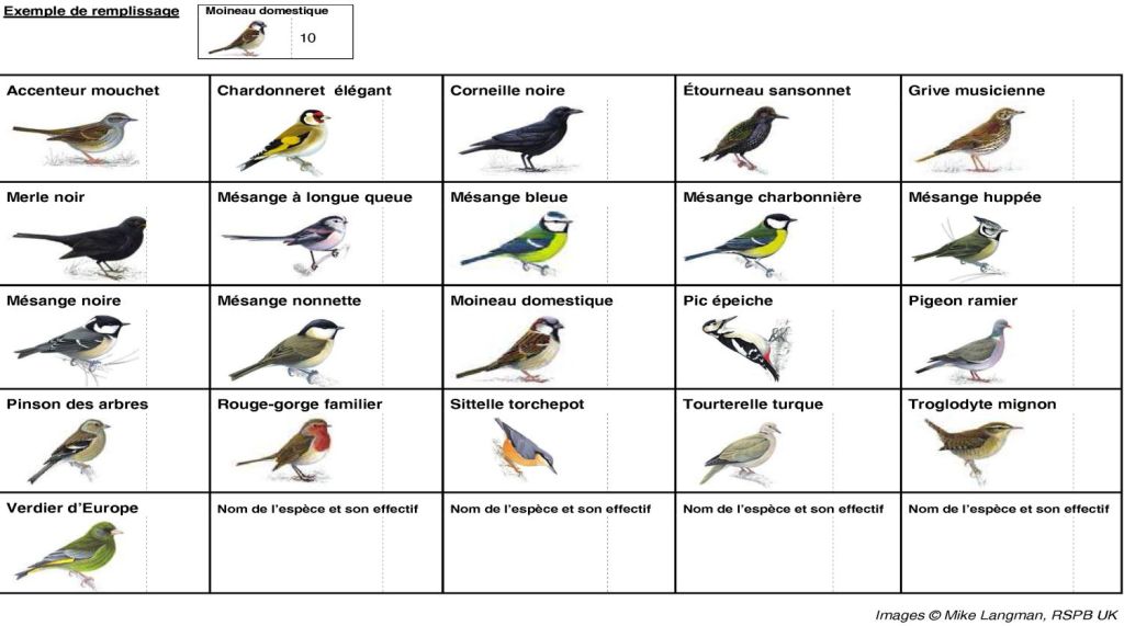 Comment identifier un oiseau du jardin