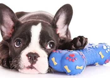 Quelle est la meilleure langue pour dresser un chien ?