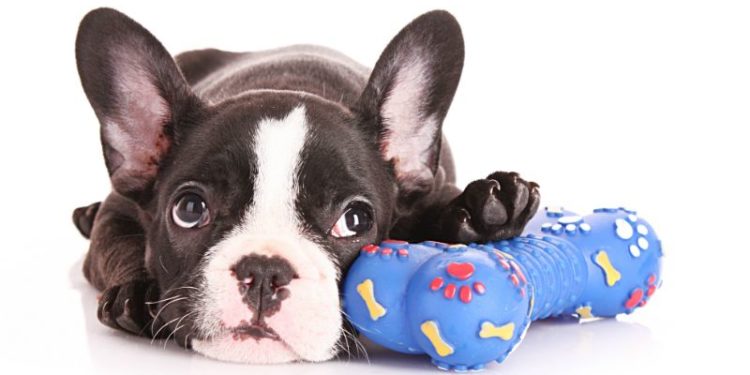 Quelle est la meilleure langue pour dresser un chien ?