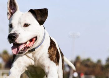 Comment apprendre les ordres de base à son chiot ?