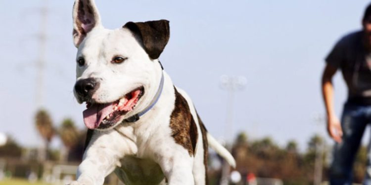 Comment apprendre les ordres de base à son chiot ?