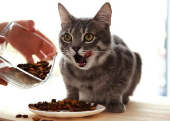 Quelle est la meilleure nourriture pour chat adulte ?