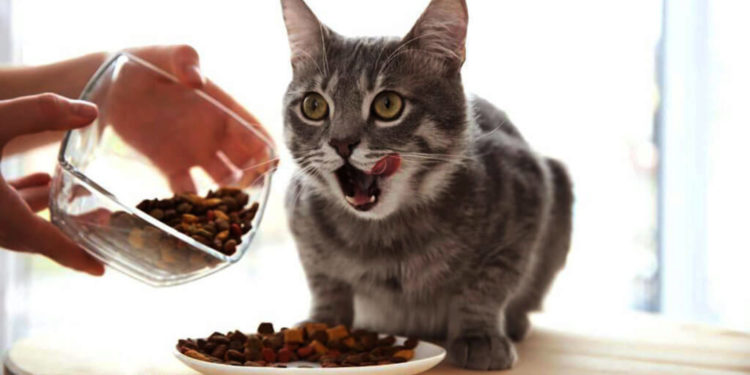 Quelle est la meilleure nourriture pour chat adulte ?