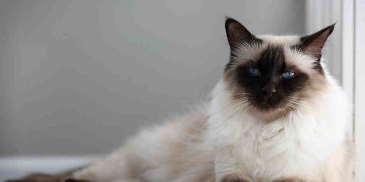 Quels sont les lapins les plus affectueux ?