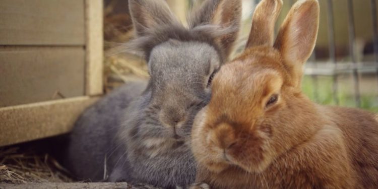 Quel est le lapin le plus calin ?