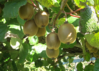 Comment s'appelle l'arbre à kumquat ?