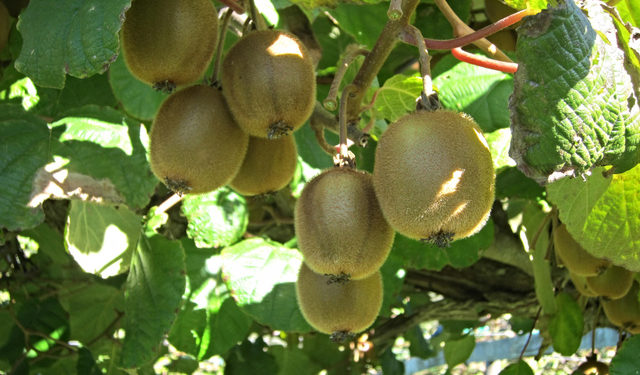Comment s'appelle l'arbre à kumquat ?
