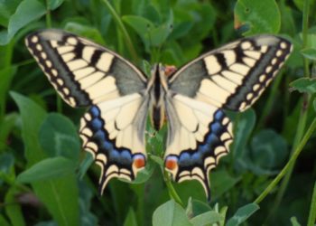 Qu'est-ce que ça mange un papillon de nuit ?