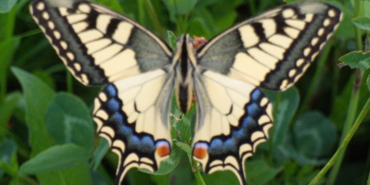 Qu'est-ce que ça mange un papillon de nuit ?