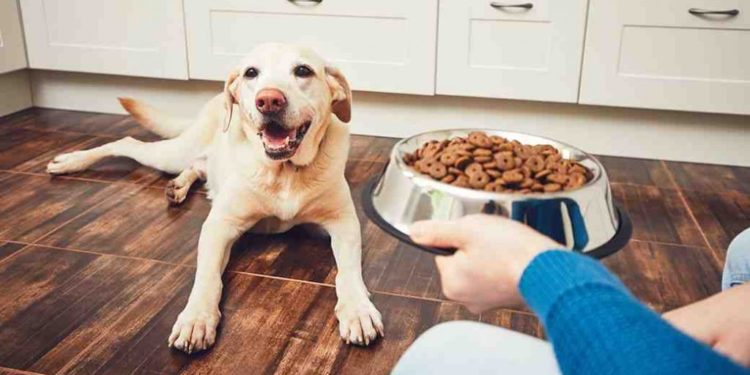Quelle est la nourriture des blaireaux ?