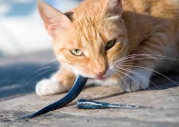 Quel est le régime alimentaire d'un chat ?