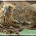 Quelle nourriture pour un jeune pigeon ?