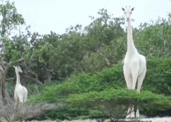 Pourquoi les braconniers tuent les girafes ?