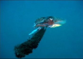 Est-ce que le poulpe jette de l'encre ?