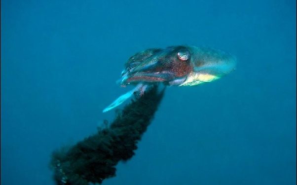 Est-ce que le poulpe jette de l'encre ?