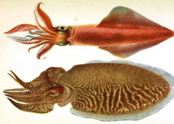 Quelle est la différence entre un calamar et un calmar ?