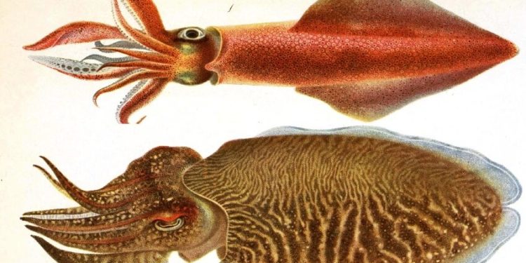 Quelle est la différence entre un calamar et un calmar ?