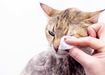 Pourquoi mon chat a les yeux ronds ?