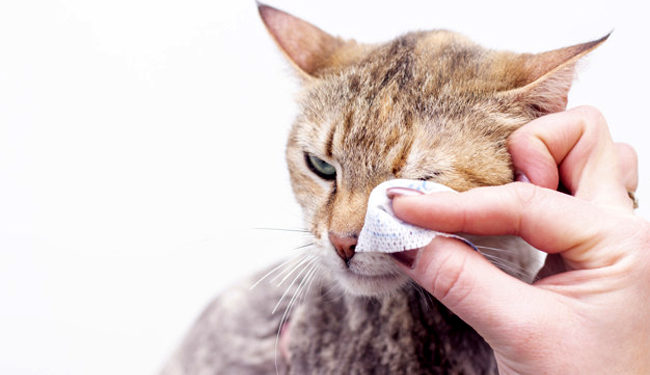 Pourquoi mon chat a les yeux ronds ?