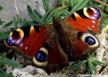 Pourquoi le paon crie la nuit ?