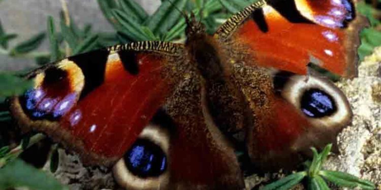 Pourquoi le paon crie la nuit ?