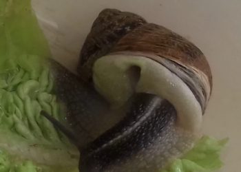 Comment l'escargot fait ses besoins ?