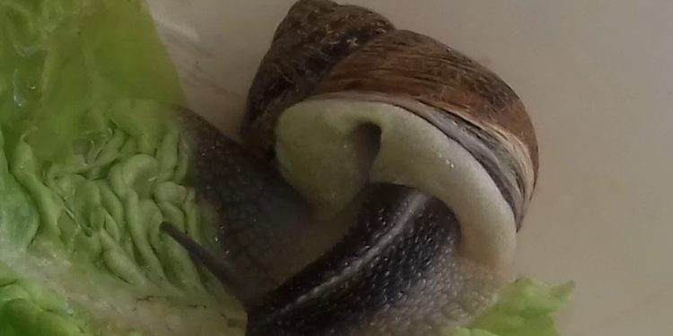 Comment l'escargot fait ses besoins ?
