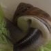 Comment l'escargot fait ses besoins ?