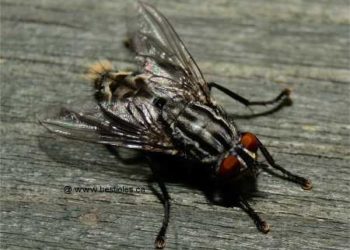 Est-ce qu'une mouche peut pondre ?