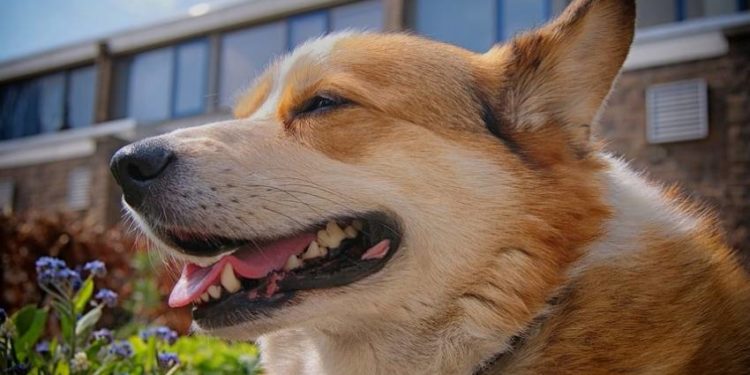 Quelle race de chien calme ?