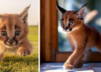 Quel est le chat le plus mignon du monde ?