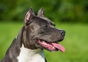 Quelle est la race de chien la plus dangereuse ?