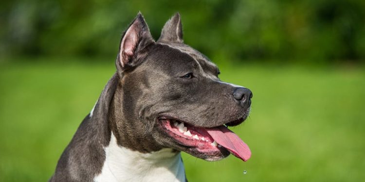 Quelle est la race de chien la plus dangereuse ?