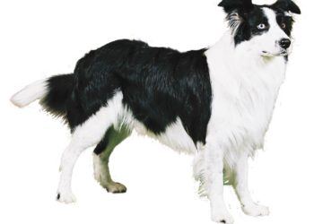 Quelle race de chien est interdit en France ?