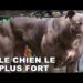 Quel est le chien le plus fort en combat ?