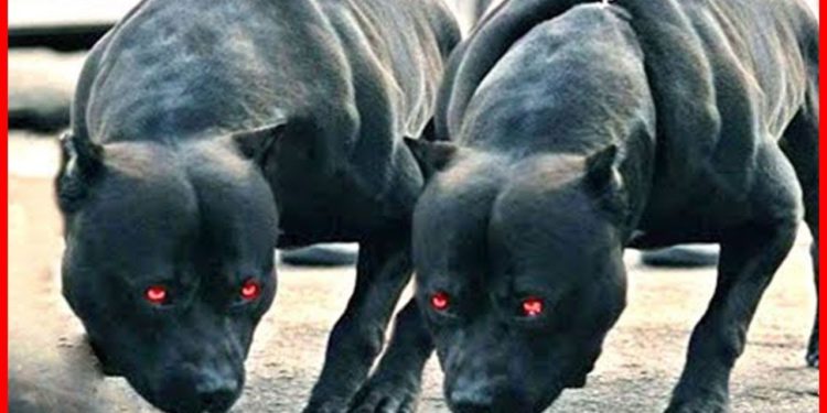 Quels sont les 10 chiens les plus dangereux du monde ?