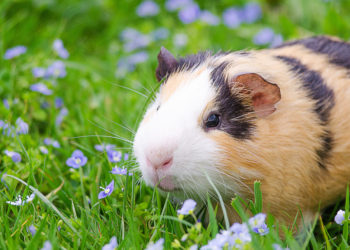 Quelle est la race de mon cochon d'Inde ?