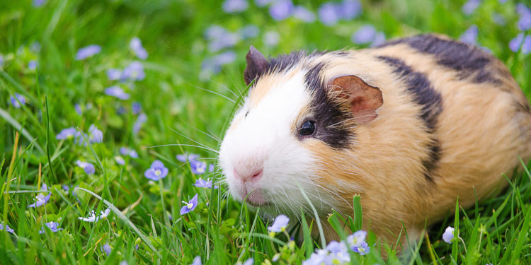 Quelle est la race de mon cochon d'Inde ?