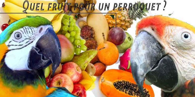 Quel type de perroquet ?