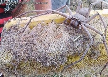 Quelle est la taille d'une araignée ?