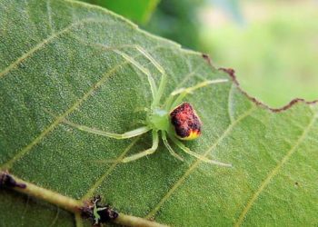 C'est quoi qui attire les araignées ?
