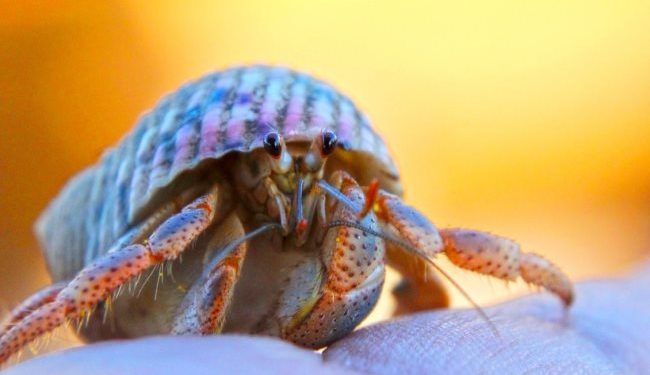 Où vivent les crabes ?