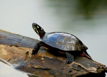 Quelle est la taille d'une tortue d'eau ?