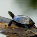 Quelle est la taille d'une tortue d'eau ?