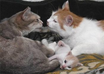 Quelle famille appartient les chats ?