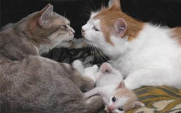 Quelle famille appartient les chats ?